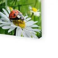 300 g/m² Canvas